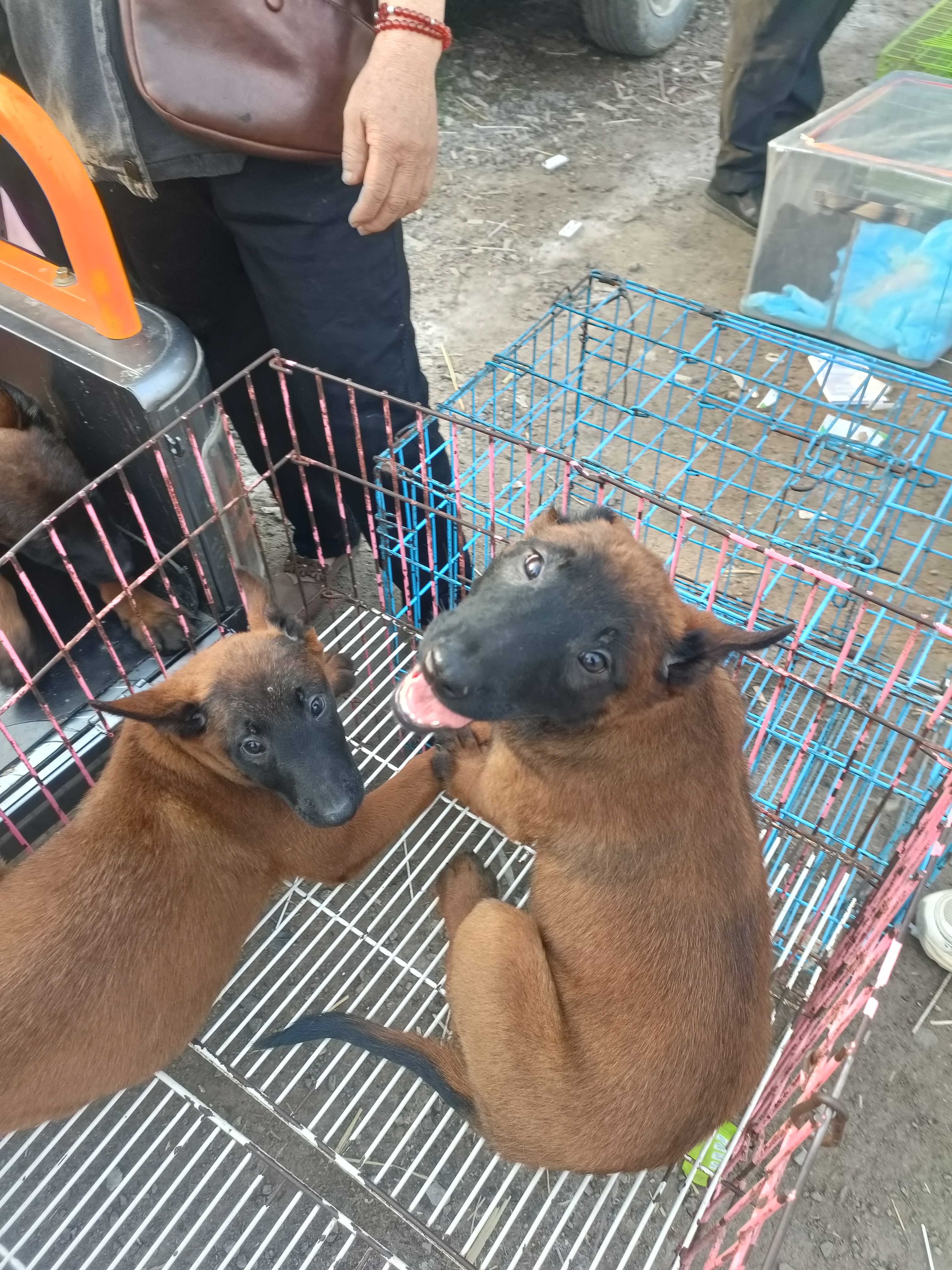 马犬，爆红色，好动，对主人忠诚，好训